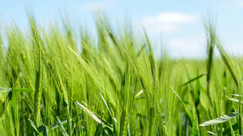 Helping Agriculture In Tanzania By Reducing Pollution and&nbsp;Temperatures